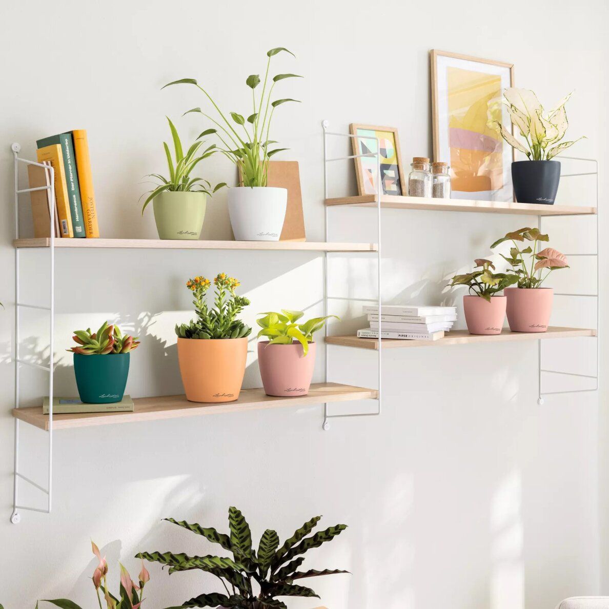 Vazonas LECHUZA DECO 14, 16683, linden