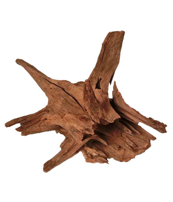 ORBIT Corbo didelės šaknys 50-70cm 1vnt, 4285-L