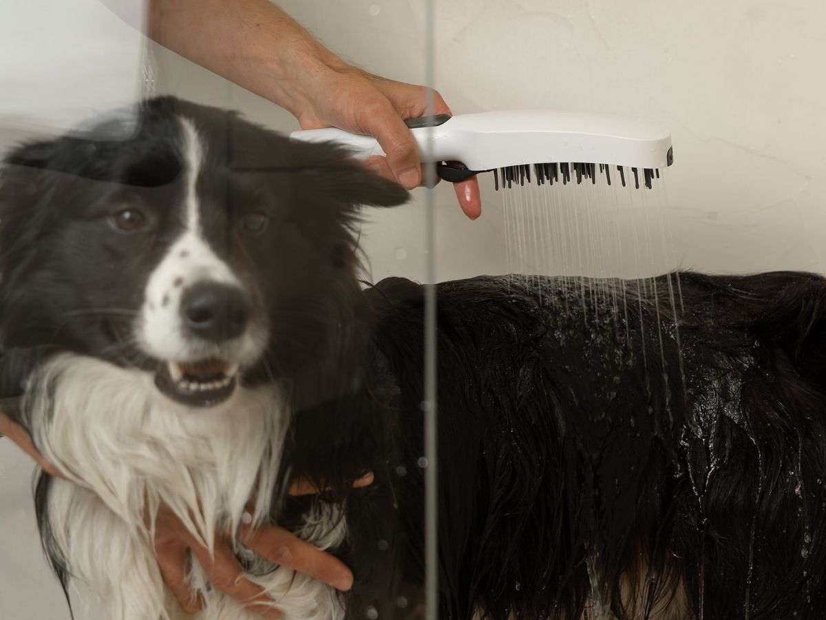 Rankinis dušas šunims, 4 funkcijos, Ravak 949.10WHM baltas matinis, X07P1478