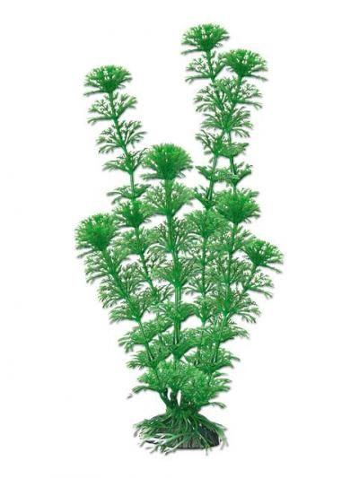 AMTRA CABOMBA augalas labai didelis 33cm 1vnt, A8011270