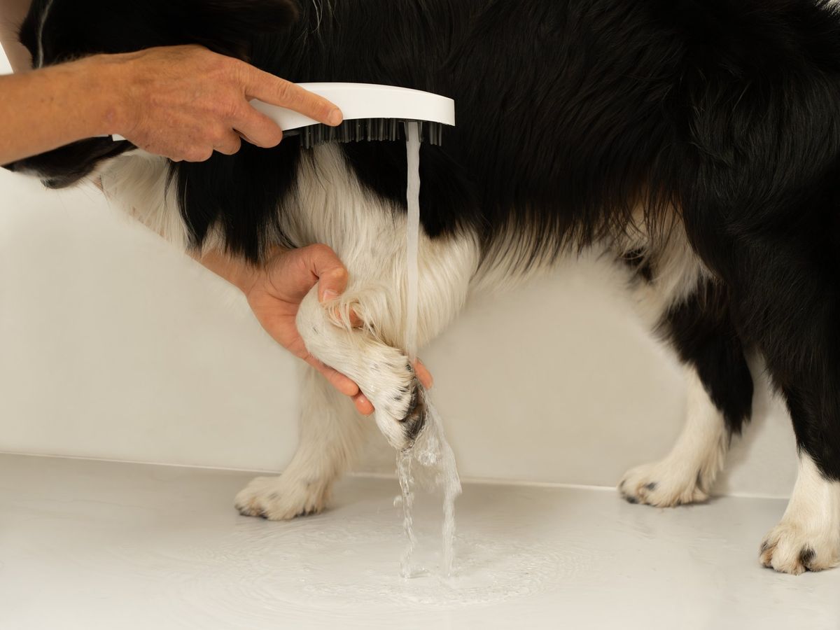 Rankinis dušas šunims, 4 funkcijos, Ravak 949.10WHM baltas matinis, X07P1478