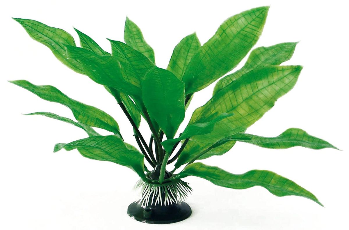 AMTRA ECHINODORUS augalas plant classic 23cm LG 1vnt, A8011173