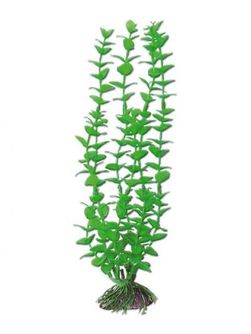 AMTRA ROTALA augalas mažas 13cm 1vnt, A8011246