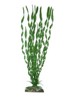 AMTRA VALISNERIA augalas vidutinis 17cm 1vnt, A8011898