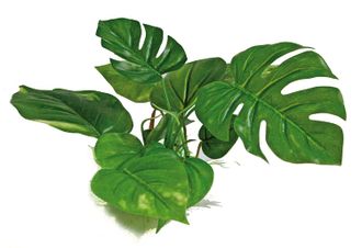 AMTRA ANUBIAS plastikinis augalas 20cm, A8011401