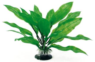 AMTRA ECHINODORUS augalas plant classic 23cm LG 1vnt, A8011173